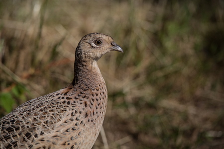 wild game bird, female pheasant (phasianus colchicus) 1の写真素材