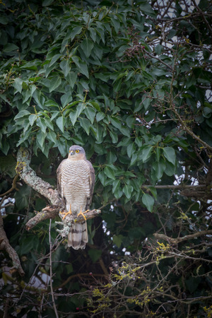 Wild sparrowhawk caught sitting on branch in tree looking for preyの写真素材