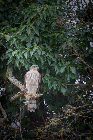 Wild sparrowhawk caught sitting on branch in treeの写真素材