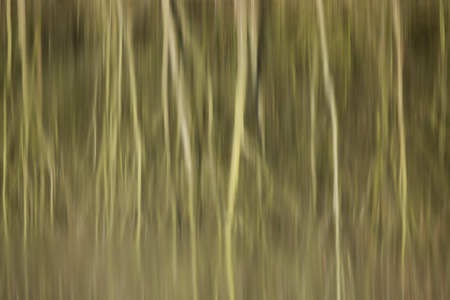 abstract reflection of reed beds and trees in still water backgroundの写真素材