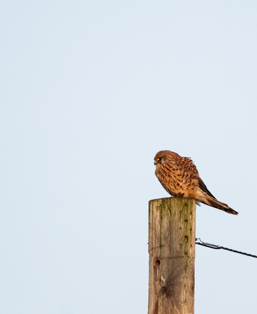 Kestrel sat on post looking for preyの写真素材
