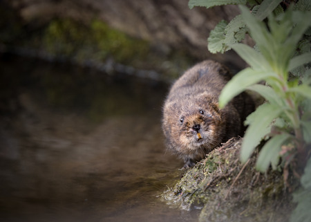 water vole walking along bankの写真素材