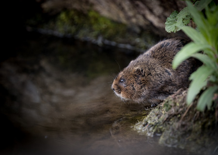 Water vole sitting on waters edge with reflectionの写真素材