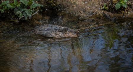 Wild water vole swimming at banks edgeの写真素材