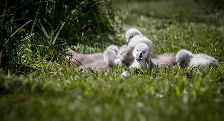Bundle of cygnets sat on grass at lake edge enjoying the sunshineの写真素材
