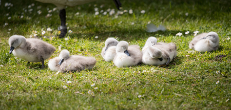 seven cygnets on edge of lake sleeping in the sunshineの写真素材