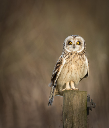 Wild Short eared owl sitting on fence post and looking into the picture (Asio flammeus)の写真素材
