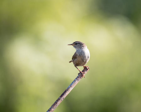 Wild wren set on metal post with green background (Troglodytes troglodytes)の写真素材