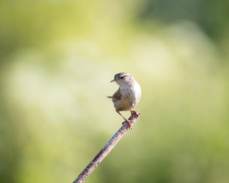 Wild wren set on metal post with green background (Troglodytes troglodytes)の写真素材