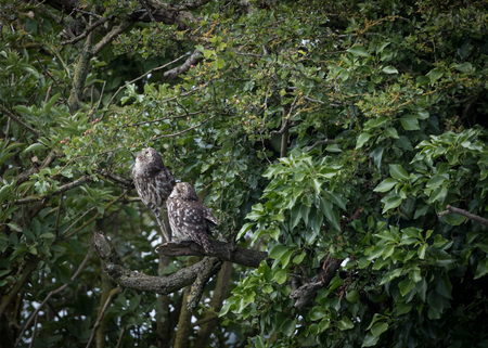 Pair of wild little owls looking up to sky (Athene noctua)の写真素材