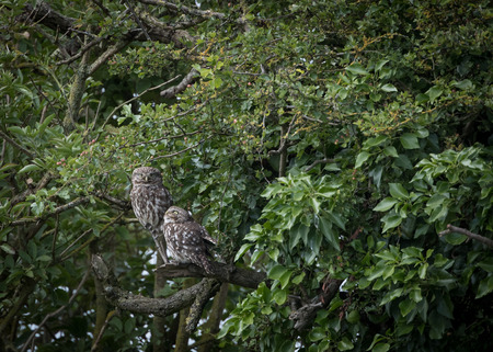 Pair of wild little owls looking forward and up (Athene noctua)の写真素材