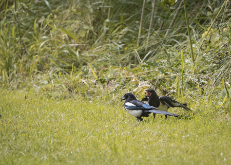Magpie feeding young (Pica Pica)の写真素材