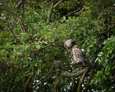 Pair of wild little owls preening each other (Athene noctua)の写真素材