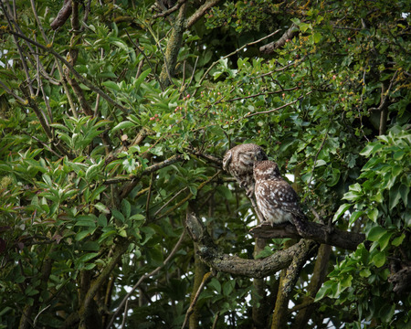 Pair of wild little owls preening each other (Athene noctua)の写真素材