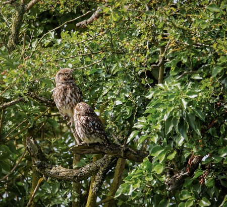 Pair of wild little owls with young owl looking at adult (Athene noctua)の写真素材