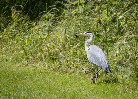 1 Grey Heron set Catching and eating mouse or vole (Ardea cinerea)の写真素材