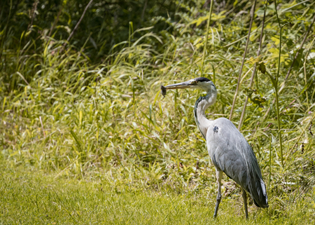 2 Grey Heron set Catching and eating mouse or vole (Ardea cinerea)の写真素材