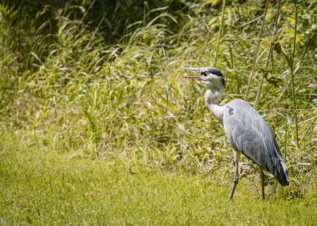 4 Grey Heron set Catching and eating mouse or vole (Ardea cinerea)の写真素材