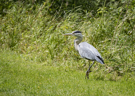 Grey Heron walking on bank (Ardea cinerea)の写真素材