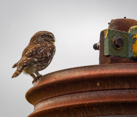wild little owl sitting on farm equipment (Athene noctua)の写真素材