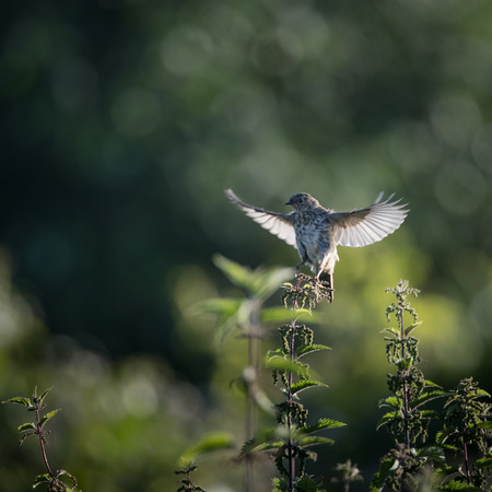 Skylark starts to take off to flight from nettle (Alauda arvensis)の写真素材