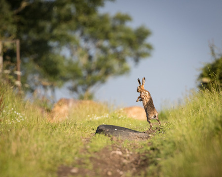 Brown Hare on path, in full leap, wet from bathing in puddle (Lepus europaeus)の写真素材