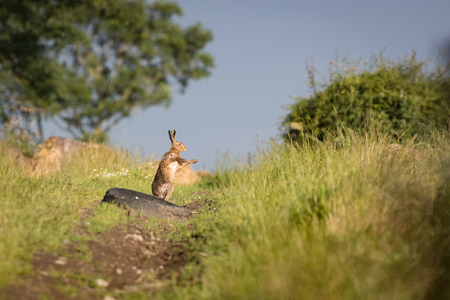 Brown Hare on path, shadow boxing,wet from bathing in puddle (Lepus europaeus)の写真素材