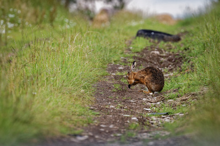 Brown Hare on path, cleaning large ears, wet from bathing in puddle (Lepus europaeus)の写真素材