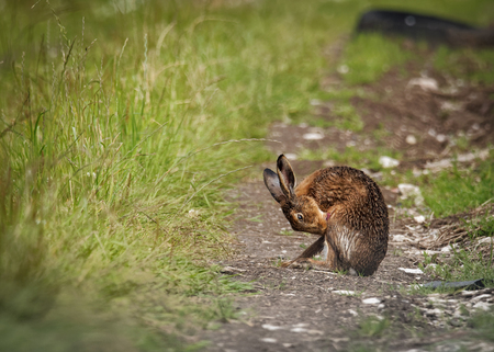 Brown Hare on path, cleaning with tongue wet from bathing in puddle (Lepus europaeus)の写真素材