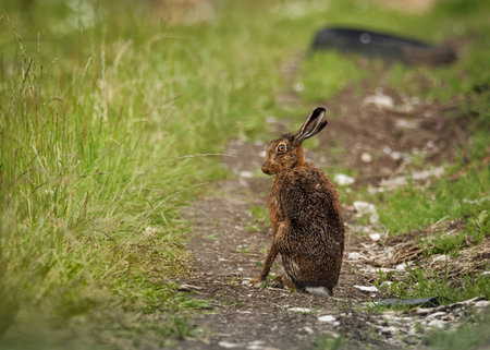 Brown Hare, Lepus europaeus, alert, animal, brown, clean, crop, cute, ears, european, eye, face,...