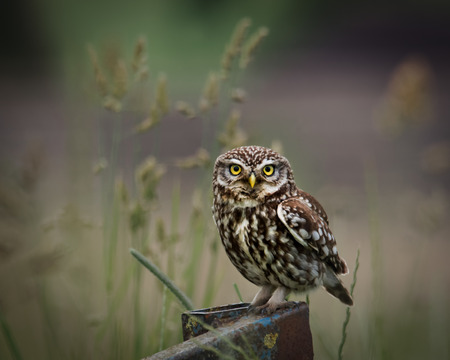 wild little owl sat on edge of farm equipment, looking forward.(Athene noctua)の写真素材