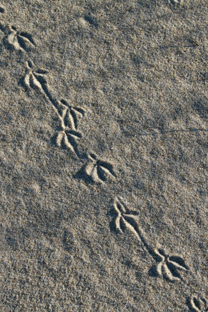 animal / bird foot print in sandの写真素材