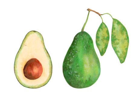 Avocado fruit.Whole and half with pit and avocado leaves.Vegan healthy nutritious food for packaging, design, decorative elements. World Vegetarian Day. Hand drawn isolated artの写真素材