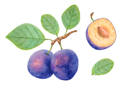 Plum fruits. Purple realistic branch of whole and half plum fruits with leaves. Delicious botanical illustration. Hand-drawn illustration.の写真素材