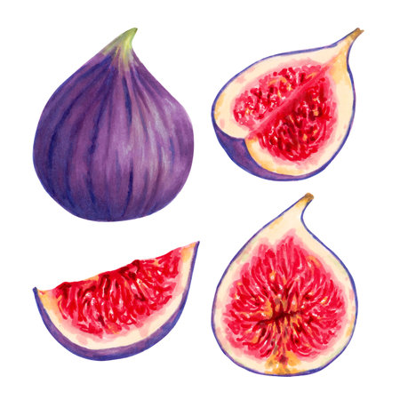 Set of purple figs. Fruits individually, whole and in section. Botanical collection of figs. Design of packaging, labels, menus, seasonal offers. Hand-drawn illustration with watercolor and marker.の写真素材