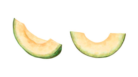 Avocado fruit slices.Watercolor and marker illustration.Hand drawn isolated on white background art.Botanical vegetable sketch for food packaging design or recipes.Cook book,kitchen print.の写真素材