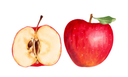 Red whole apple with half and a leaf. Illustration with watercolor and marker. Hand drawn isolated art. Botanical natural food fruits for food packaging, juices, summer garden. Harvesting.の写真素材