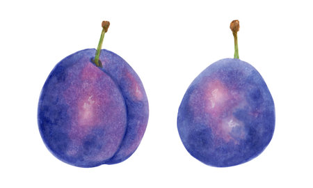 Whole plum fruits. Watercolor and marker illustration. Fruit harvesting, production. Hand drawn isolated sketch. Botanical plant painting for farm label menu design, recipes, cosmetics packaging.の写真素材