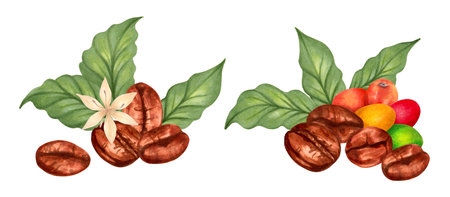 Coffee beans with coffee tree berries and flower. Watercolor botanical illustration. Hand drawn isolated art. Composition for packaging, cookbook, menu. Aroma of robusta and arabica varieties.の写真素材