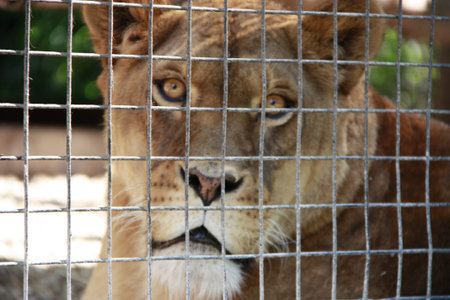 Lionessの写真素材