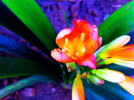 Colourful flowersの素材