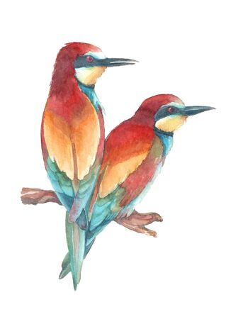Watercolor european bee eater. Hand drawn illustration.の写真素材