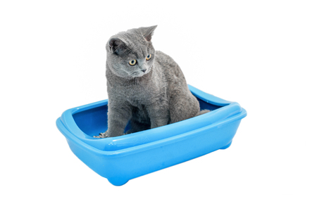 British cat in the toiletの写真素材