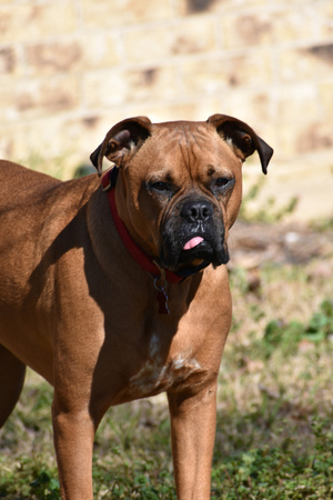 Boxer Breed Portraitの写真素材