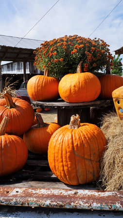 Pumpkin Display