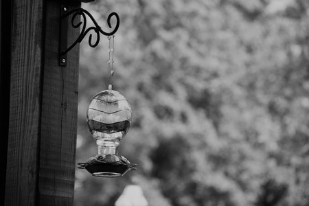 Black and white humming bird feeder portraitの写真素材