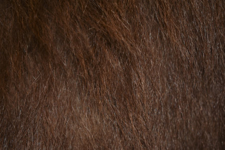 Bear Fur Backgroundの写真素材