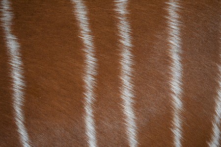 Bongo Fur Backgroundの写真素材