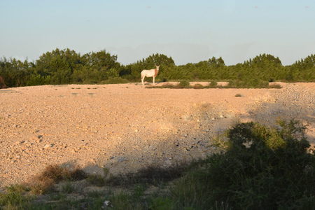 Scimitar Oryx at Sunsetの写真素材