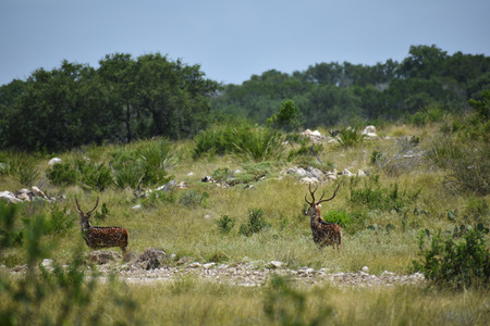 Axis Deer in the wildの写真素材
